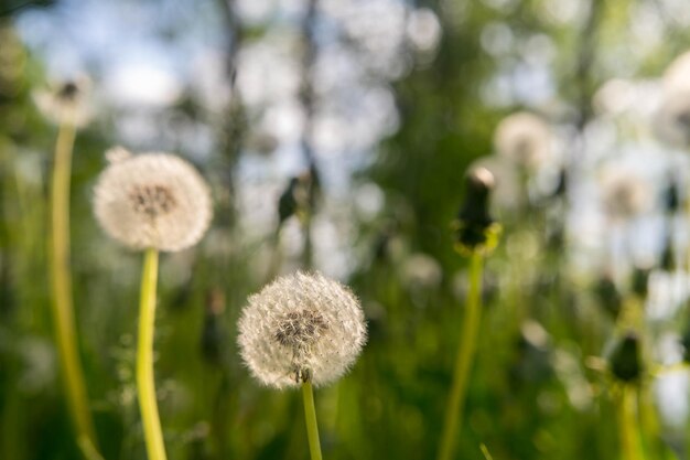 Graines de pissenlit dans la lumière du soleil du matin soufflant à travers un fond vert frais