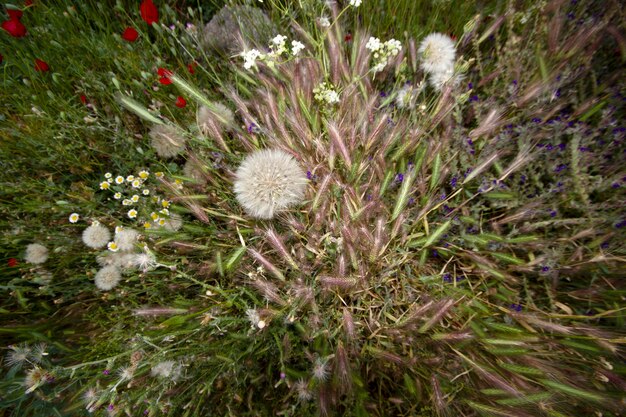 Graines de pissenlit et diverses fleurs et plantes