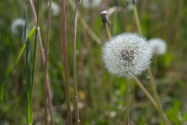 Graines de pissenlit sur fond vert