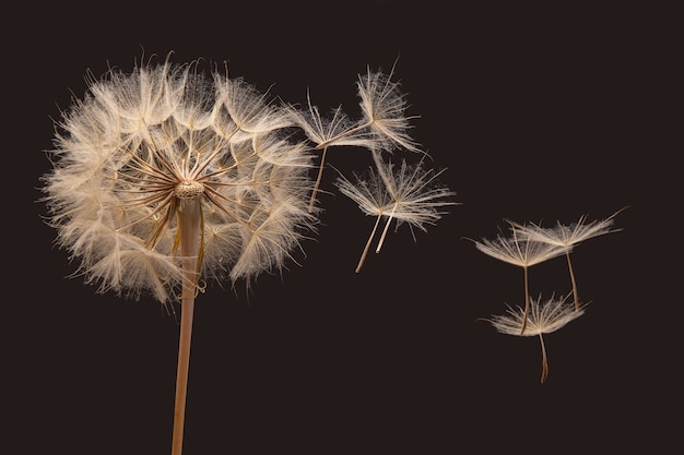 Les graines de pissenlit s'envolent de la fleur dans le vent