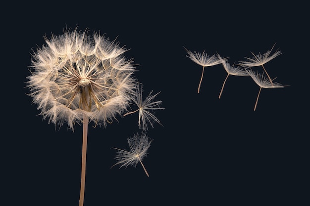 Graines de pissenlit volant à côté d'une fleur sur fond sombre