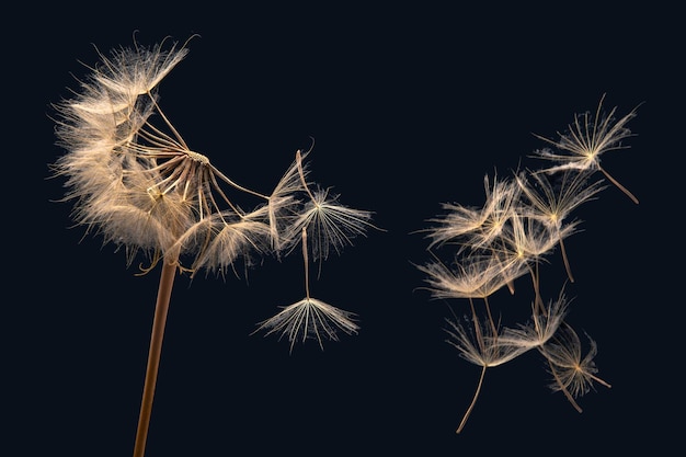 Les graines de pissenlit volent d'une fleur sur un fond sombre botanique et propagation de la croissance des fleurs