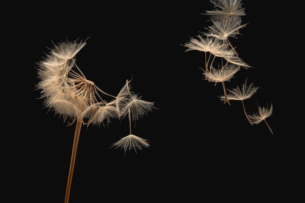 Les graines de pissenlit volent d'une fleur sur un fond sombre botanique et propagation de la croissance des fleurs