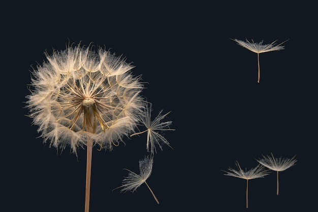 Les graines de pissenlit volent d'une fleur sur un fond sombre botanique et propagation de la croissance des fleurs