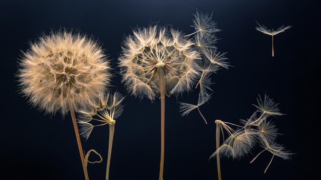 Les Graines De Pissenlit Volent D'une Fleur Sur Un Fond Sombre Botanique Et Propagation De La Croissance Des Fleurs