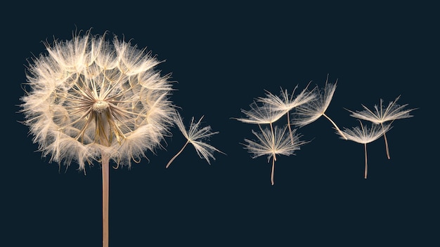 Les graines de pissenlit volent d'une fleur sur un mur sombre, la botanique et la propagation de la croissance des fleurs.