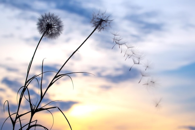 Les graines de pissenlit volent sur fond de ciel coucher de soleil Botanique florale de la nature