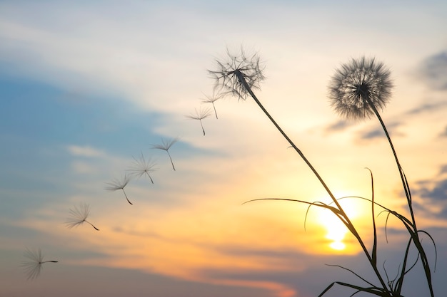 Les graines de pissenlit volent sur fond de ciel coucher de soleil. Botanique florale de la nature