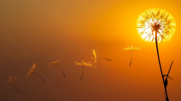 Les graines de pissenlit volent sur fond de ciel coucher de soleil. Botanique florale de la nature