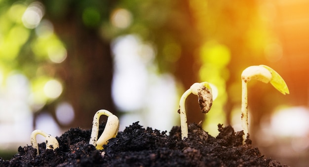 graines, Plantes en croissance. Semis de plantes