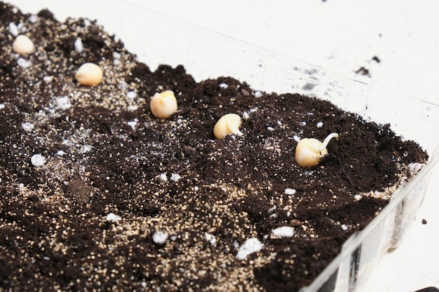 Photo les graines de pois germées et d'autres graines dans le sol font pousser des micro-verts à la maison