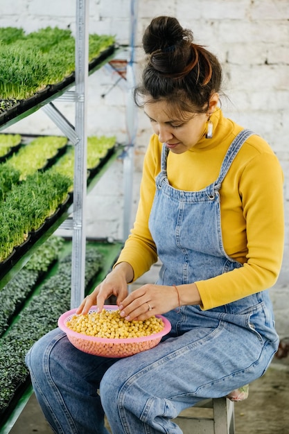 Graines pour planter de nouvelles micro-pousses dans la ferme intérieure verticale