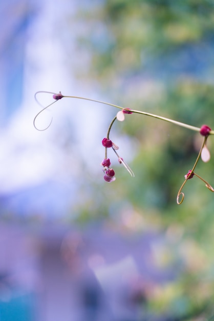 Graines pourpres sur les branches