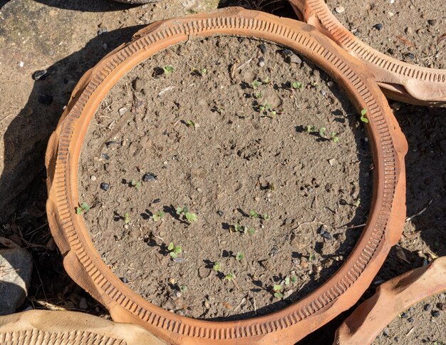 Photo des graines de radis rondes dans le potager