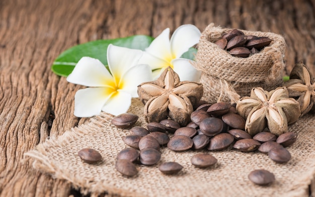 graines séchées de capsule fruit de sacha-Inchi cacahuète