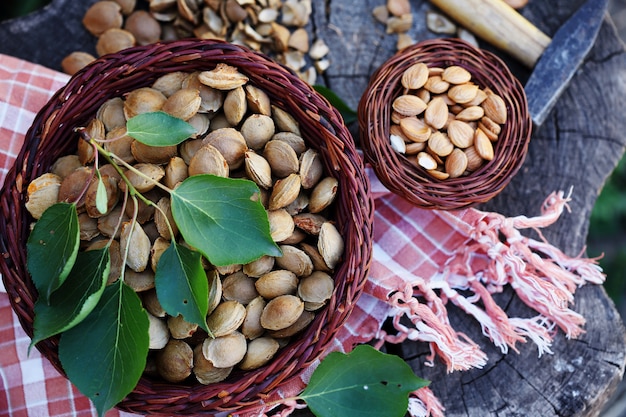 Grains d'abricot sur une souche