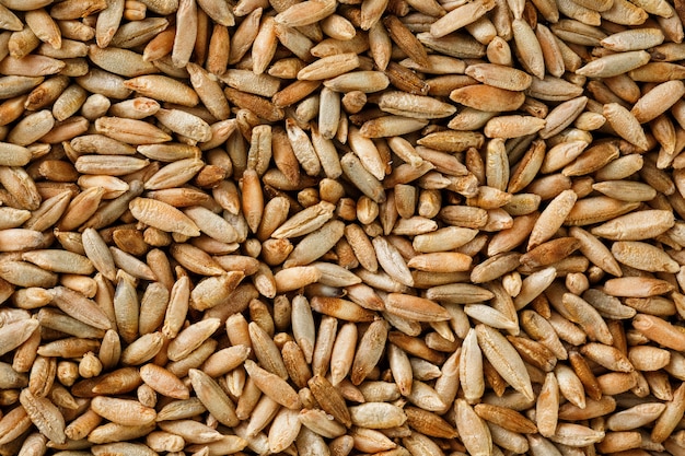 Grains d'avoine naturels, gros plan. la nourriture végétarienne