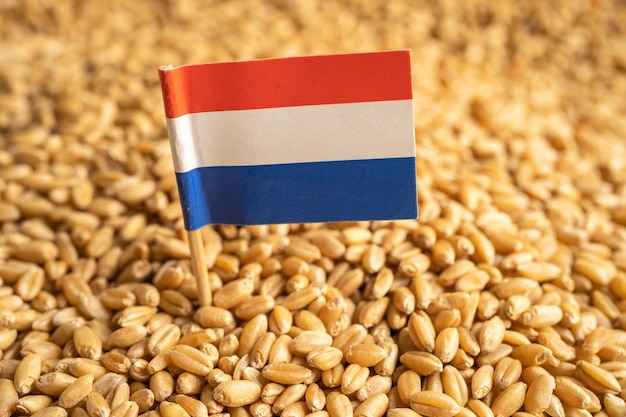 Grains de blé avec le concept d'exportation et d'économie du drapeau néerlandais