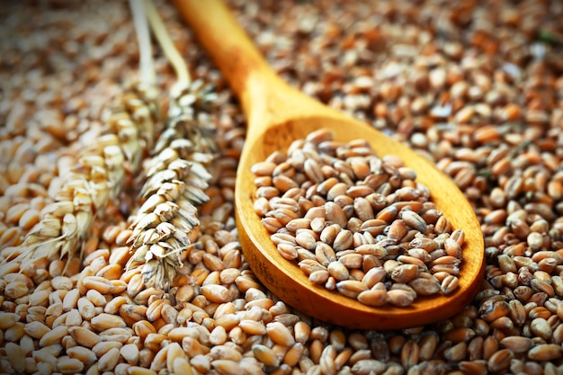 Grains de blé sur une cuillère en bois