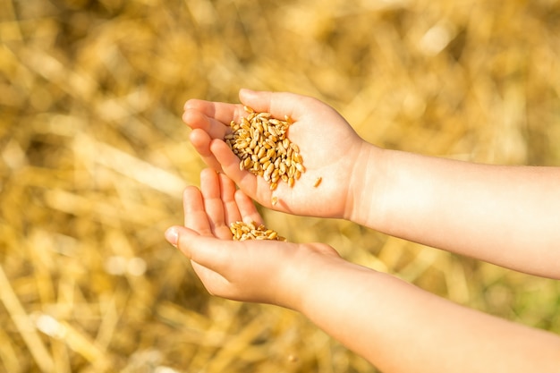 Grains de blé dans les paumes de l'enfant.