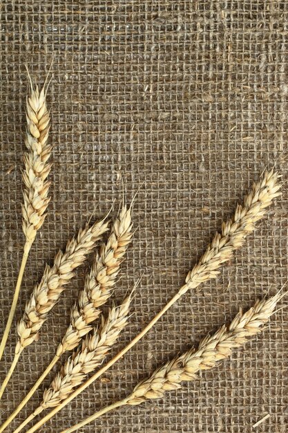 Grains de blé avec du pain sur la table