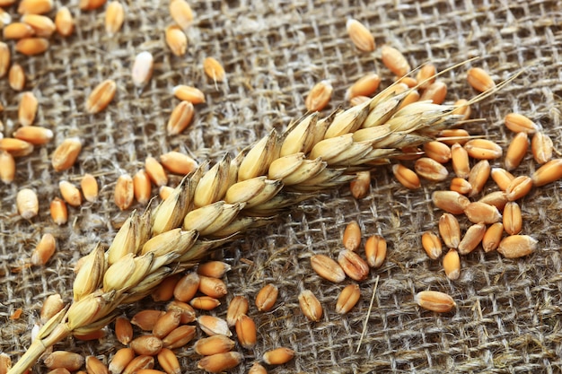 Grains de blé avec du pain sur la table