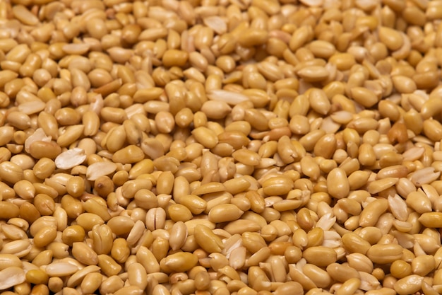 Grains de cacahuètes pelés et lavés, prêts à être frits