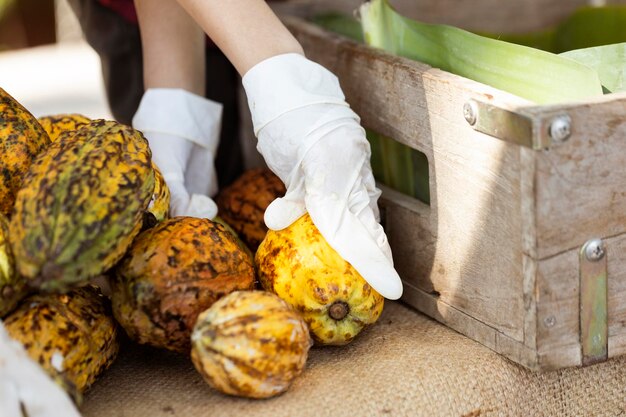 Grains de cacao et gousses de cacao sur une surface en bois