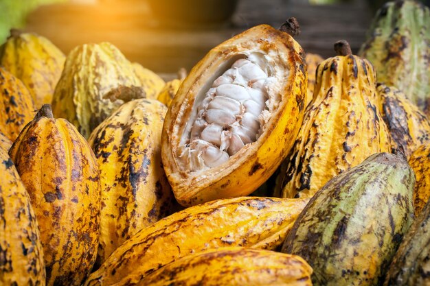 Grains de cacao et gousses de cacao sur une surface en bois