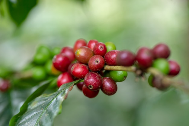 Grains de café arabica frais mûrissant sur un arbre au nord de la Thaïlande
