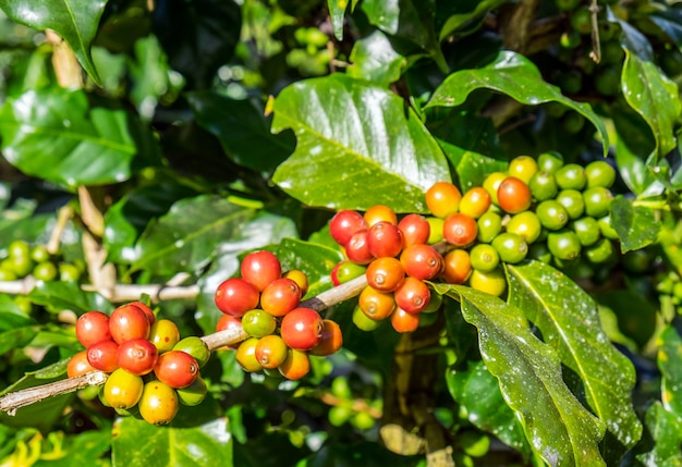 Grains de café arabica mûrs sur un arbre