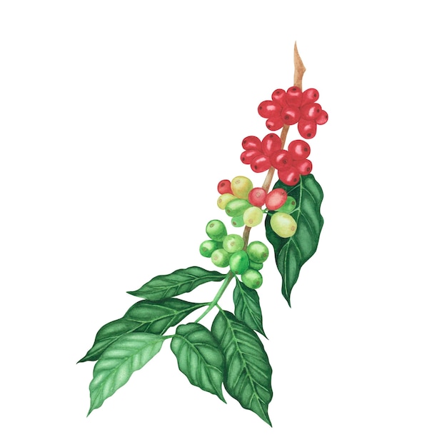 Grains de café arabica rouges et verts sur une branche isolée sur fond blanc Illustration dessinée à la main à l'aquarelle pour le menu de la bannière des cartes de conception et les dépliants