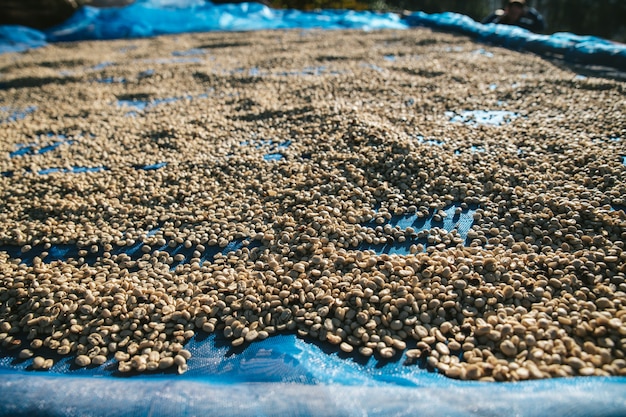 Grains de café Arabica séchés au soleil sur un filet bleu avec espace de copie.