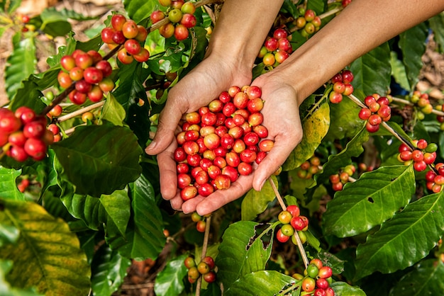 Grains de café Arabica