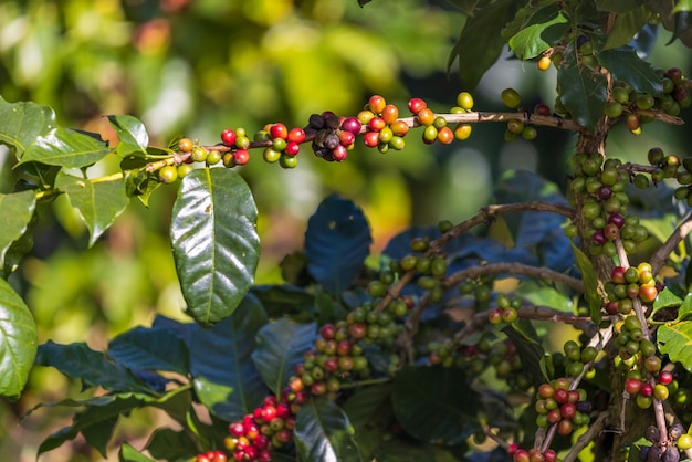 Les grains de café Arabicas mûrissent sur l'arbre au nord de la Thaïlande