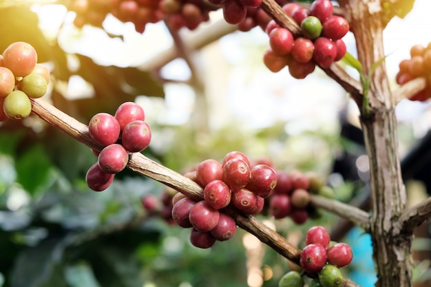 Grains de café sur les arbres dans les plantations de café