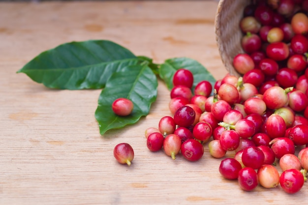 Grains de café de baies rouges.