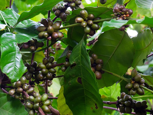 Grains de café bio sur une branche d'arbre dans une plantation agricole au brésil