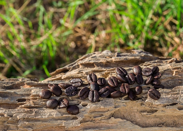 Grains de café sur un bois sec