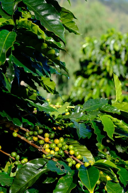 Grains de café sur la branche. Café Arabica.