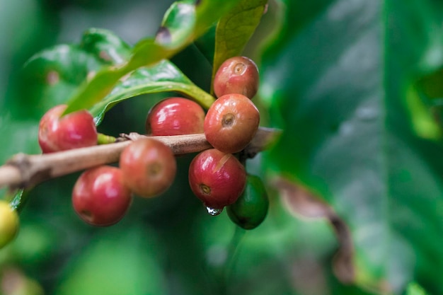 Grains de café sur la branche de caféier d'un caféier avec des fruits mûrs