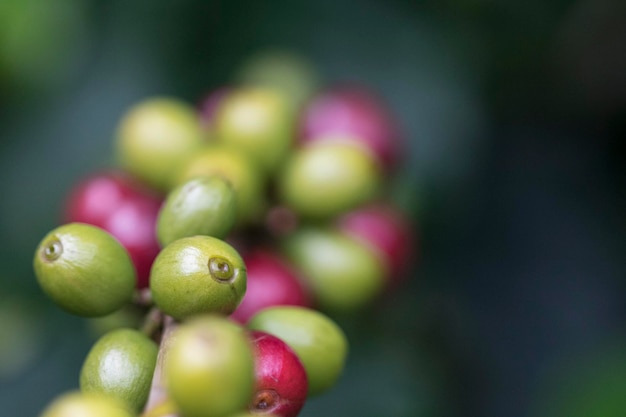 Grains de café sur la branche de caféier d'un caféier avec des fruits mûrs