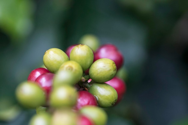 Grains de café sur la branche de caféier d'un caféier avec des fruits mûrs