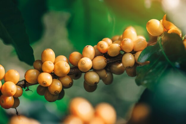 Grains de café catimor jaune mûrissant sur un arbre dans le nord de la Thaïlande