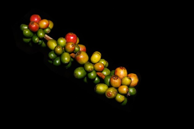 Photo grains de café cerise sur la branche sur un fond sombre