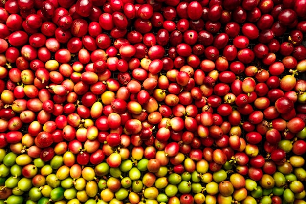 Grains de café cerise, café rouge de maturité café processus à sec