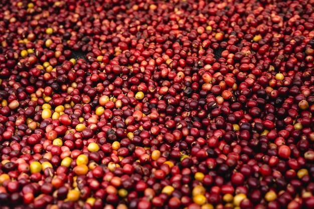 Les grains de café-cerise sont en train de sécher dans la serre.