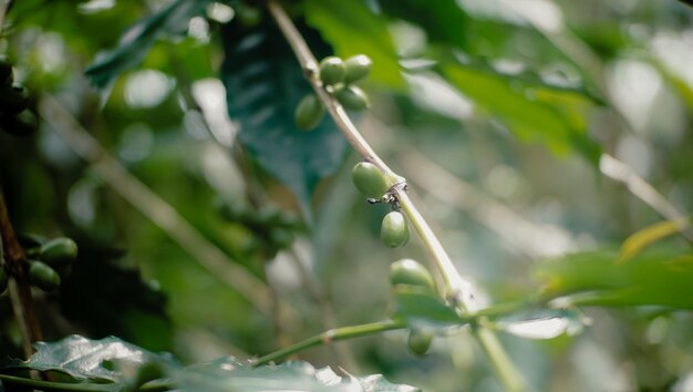 grains de café encore jeunes et verts