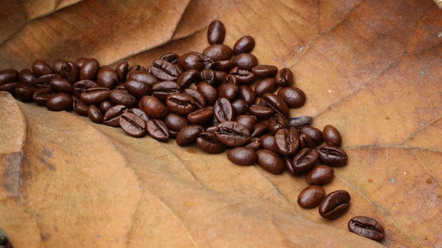 Grains de café sur des feuilles de teck sec fond de feuille de teck brun