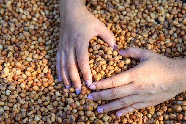 Photo des grains de café en forme de cœur avec des mains de femme